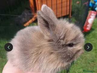 Mini Lop rabbits 2 x Mini Lion Lop ready to collect 23 September - Advert 3