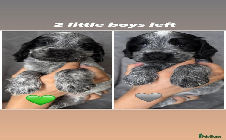 Cocker Spaniel dogs - Advert 4