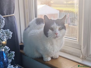 Mixed Breed cats Momo needs a home of her own - Advert 10