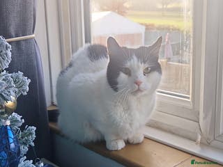 Mixed Breed cats Momo needs a home of her own - Advert 9