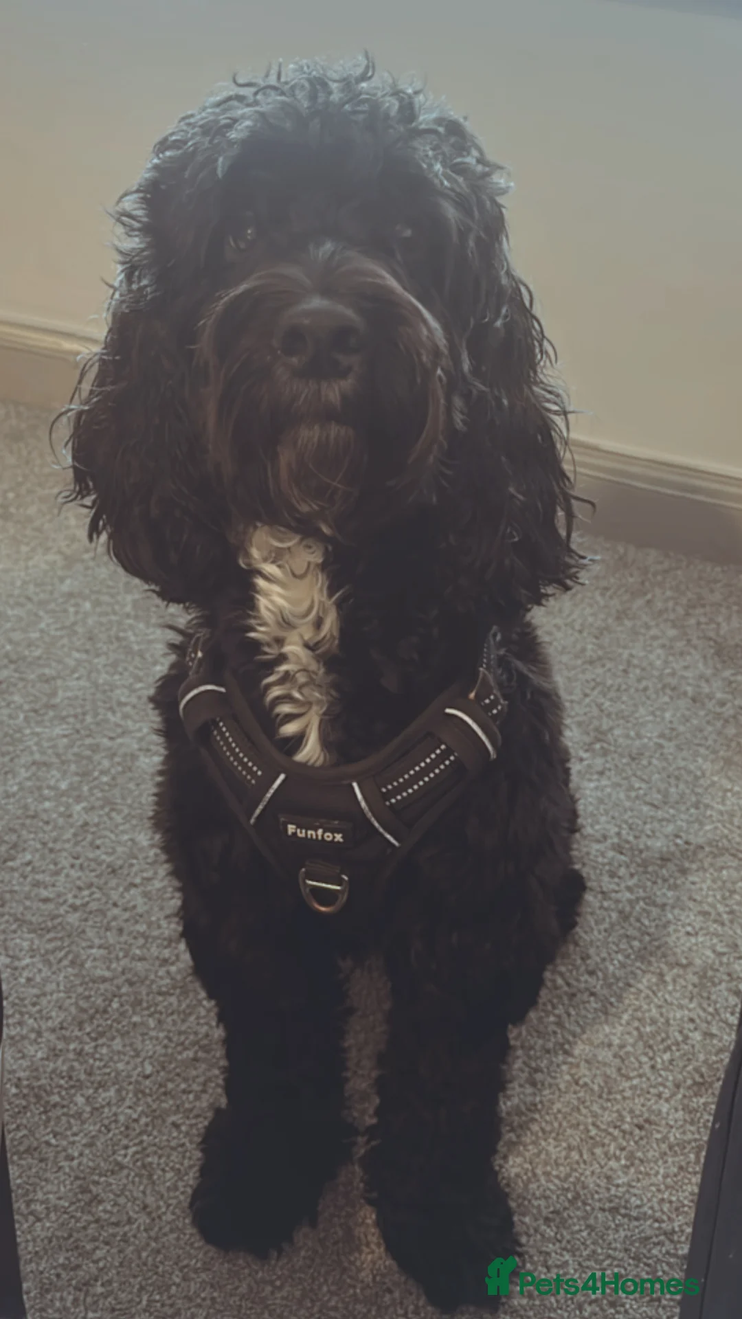 Mixed Breed dogs for sale: 2 Year old Sprockerpoo for sale  - Advert 7