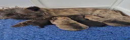Cairn Terrier dogs for sale: Beautifully cute puppies. - Advert 7