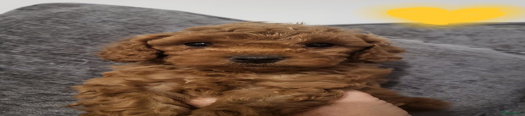 Cavapoo Puppy 2