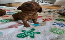 Sproodle dogs for sale: Stunning red and black sproodles rare red colour  - Image 7