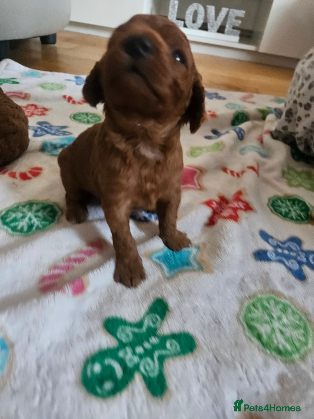 Sproodle dogs for sale: Stunning red and black sproodles rare red colour  - Image 7