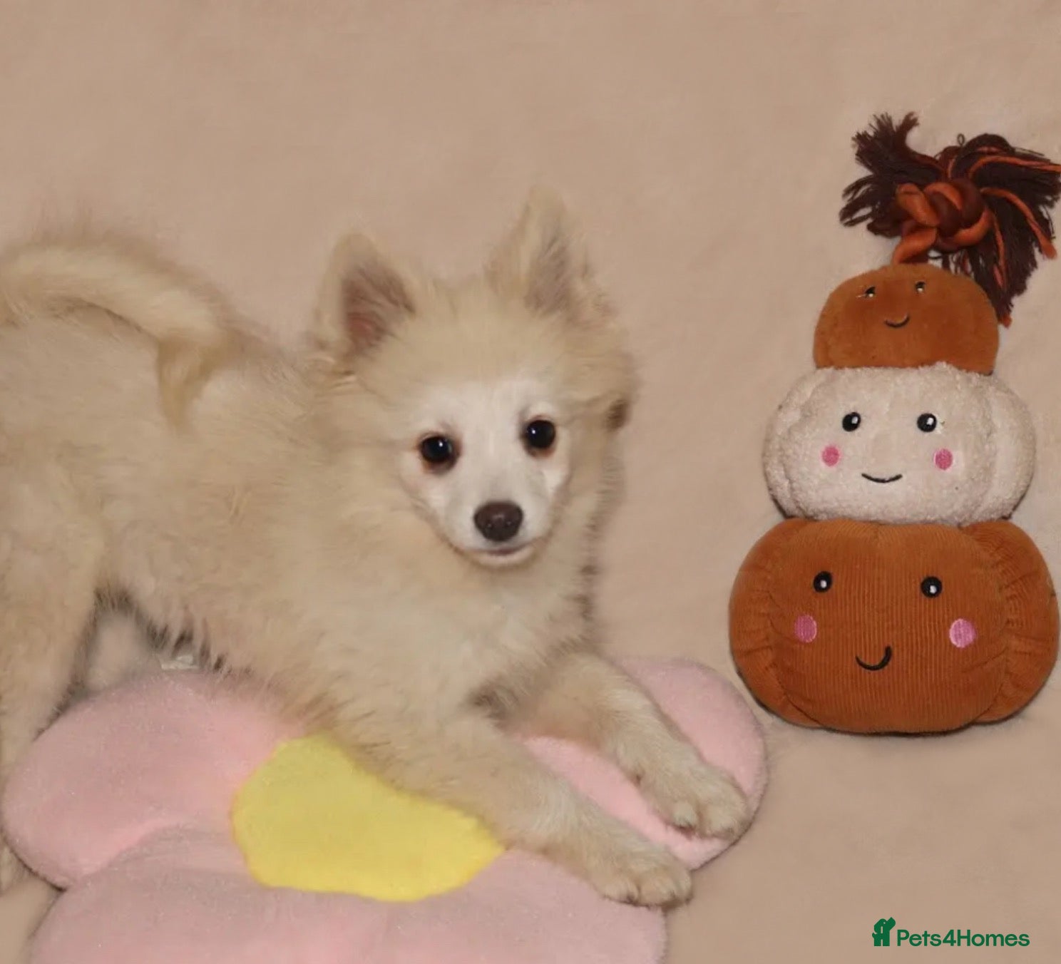 Pomsky dogs Pomsky Puppy  - Advert 16