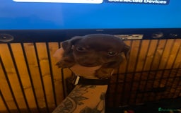 Mixed Breed dogs for sale: Jackshunds for sale  - Image 4