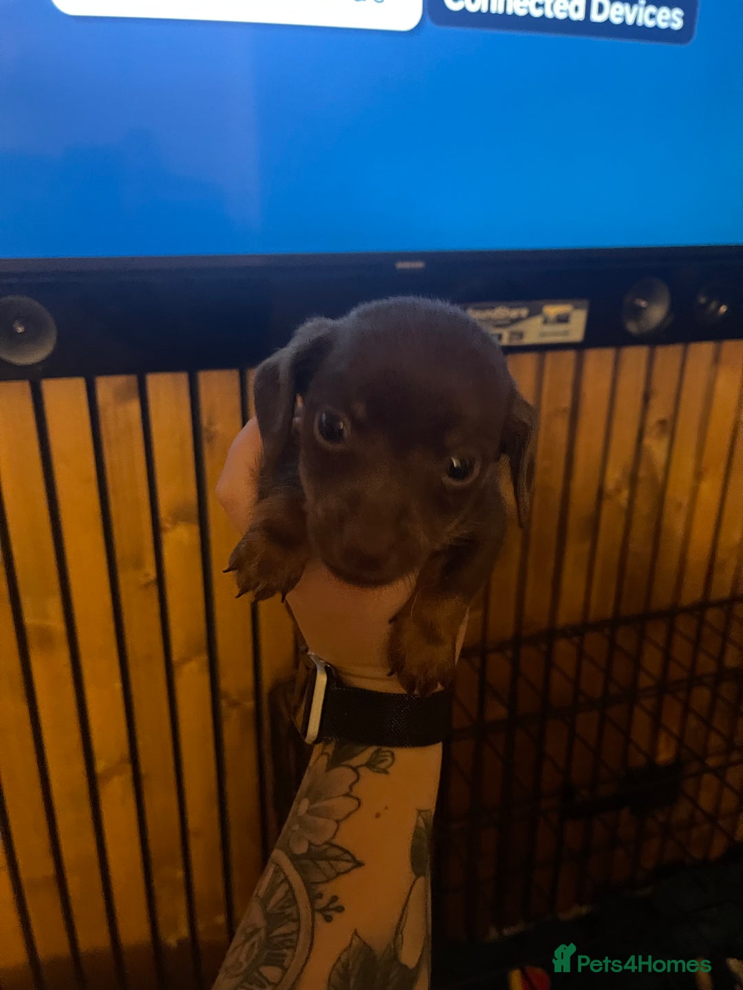 Mixed Breed dogs for sale: Jackshunds for sale  - Image 4