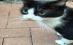 Mixed Breed cats for sale: 5 little sweet kitten  - Image 5