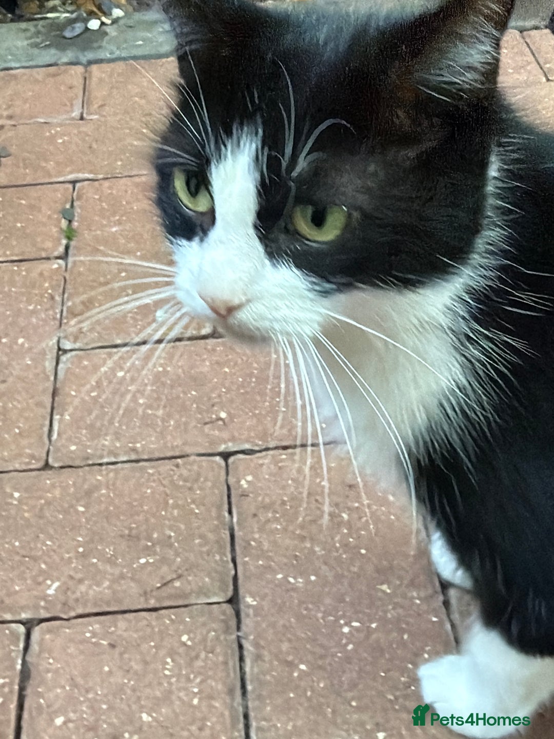 Mixed Breed cats for sale: 5 little sweet kitten  - Image 5