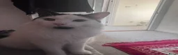 Mixed Breed cats for sale: Oscar  in Daventry - Advert 5