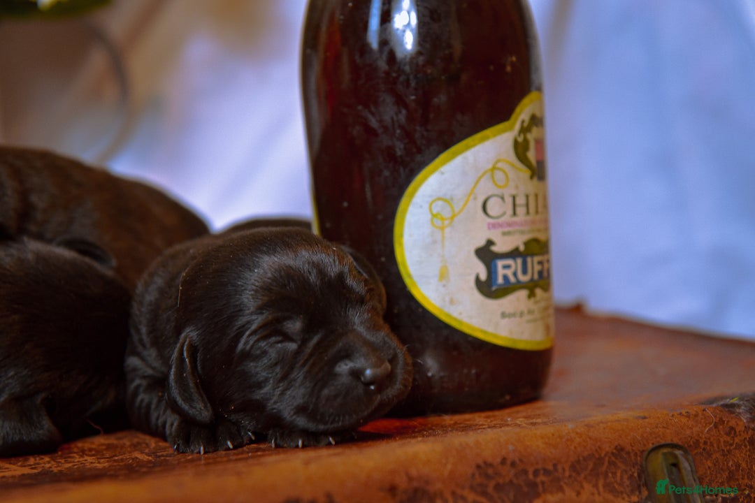 Labrador Retriever dogs for sale: Carefully Bred Black Labrador Puppy’s KC Reg - Image 6