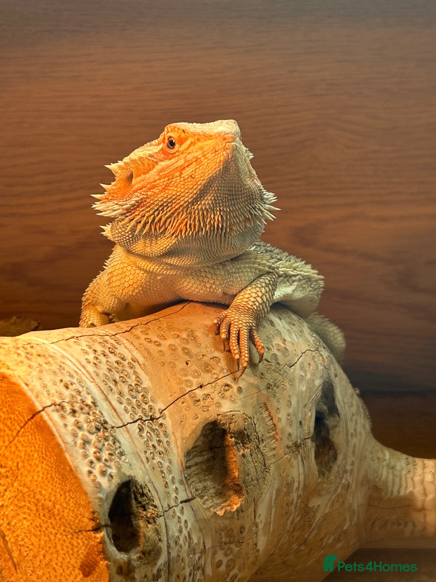 Bearded Dragon reptiles Bearded Dragon with enclosure and set up  - Advert 1