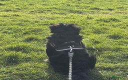 Pug dogs for sale: Scar fluffy pug - Image 2