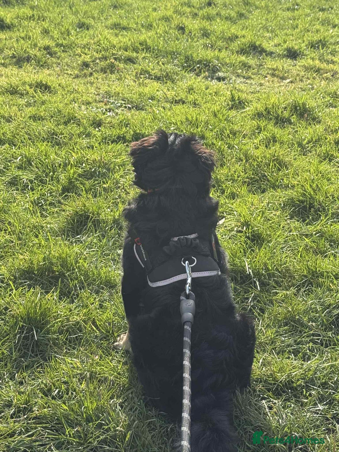 Pug dogs for sale: Scar fluffy pug - Image 2