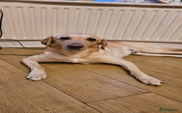 Labrador Retriever dogs for stud: Male for stud - Image 2