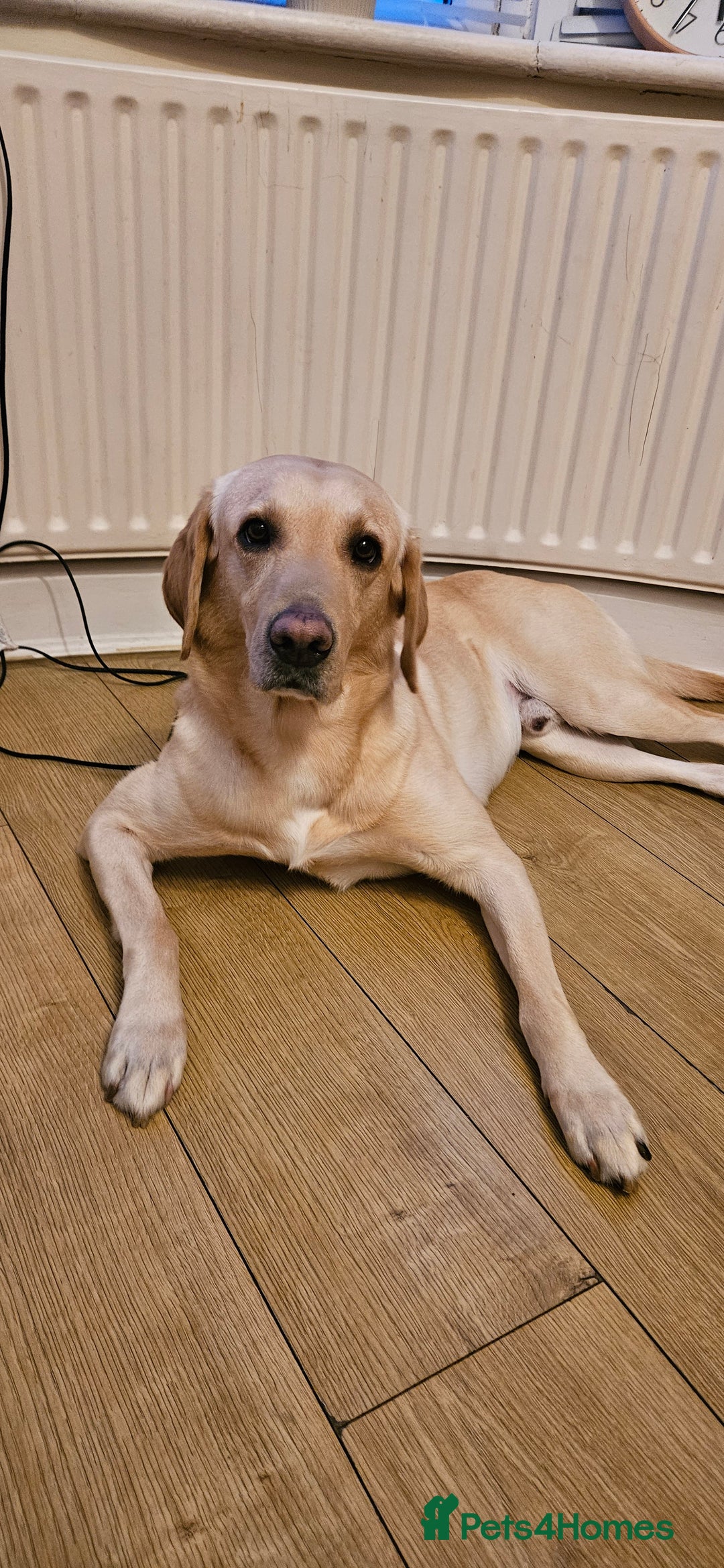 Labrador Retriever dogs for stud: Male for stud - Image 2