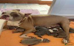Boston Terrier dogs for sale: Stunning KC registered litter - Image 8