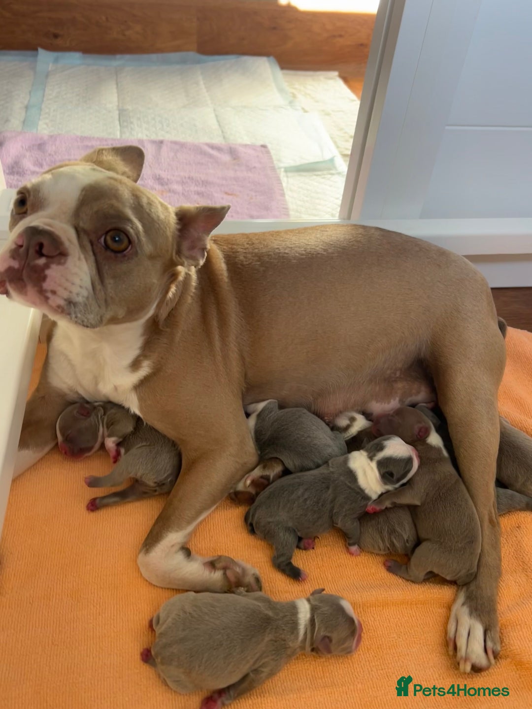 Boston Terrier dogs for sale: Stunning KC registered litter - Image 8