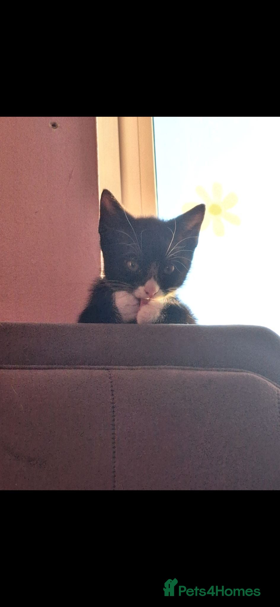 Mixed Breed cats 2 Kittens For sale £40 each. - Advert 6