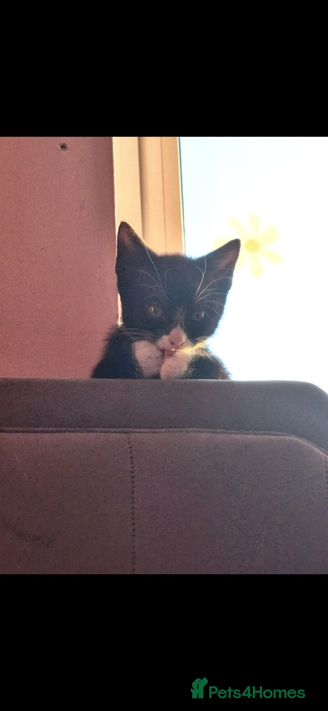 Mixed Breed cats for sale: 2 Kittens For sale £40 each. - Advert 1