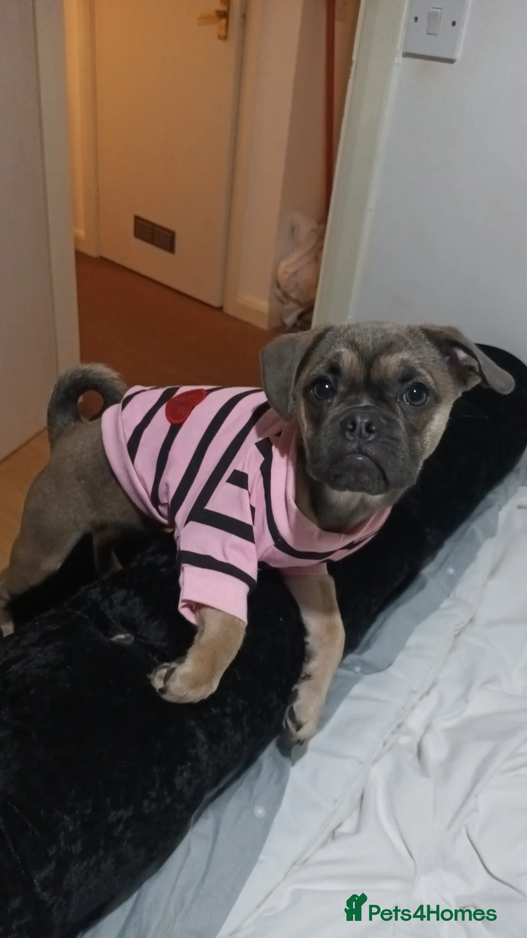 Frug dogs for sale: Beautiful little frug  in Liverpool - Advert 5