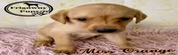 Labrador Retriever dogs for sale: 🖤💛 ADORABLE LABRADOR PUPPIES 💛🖤 - Advert 17