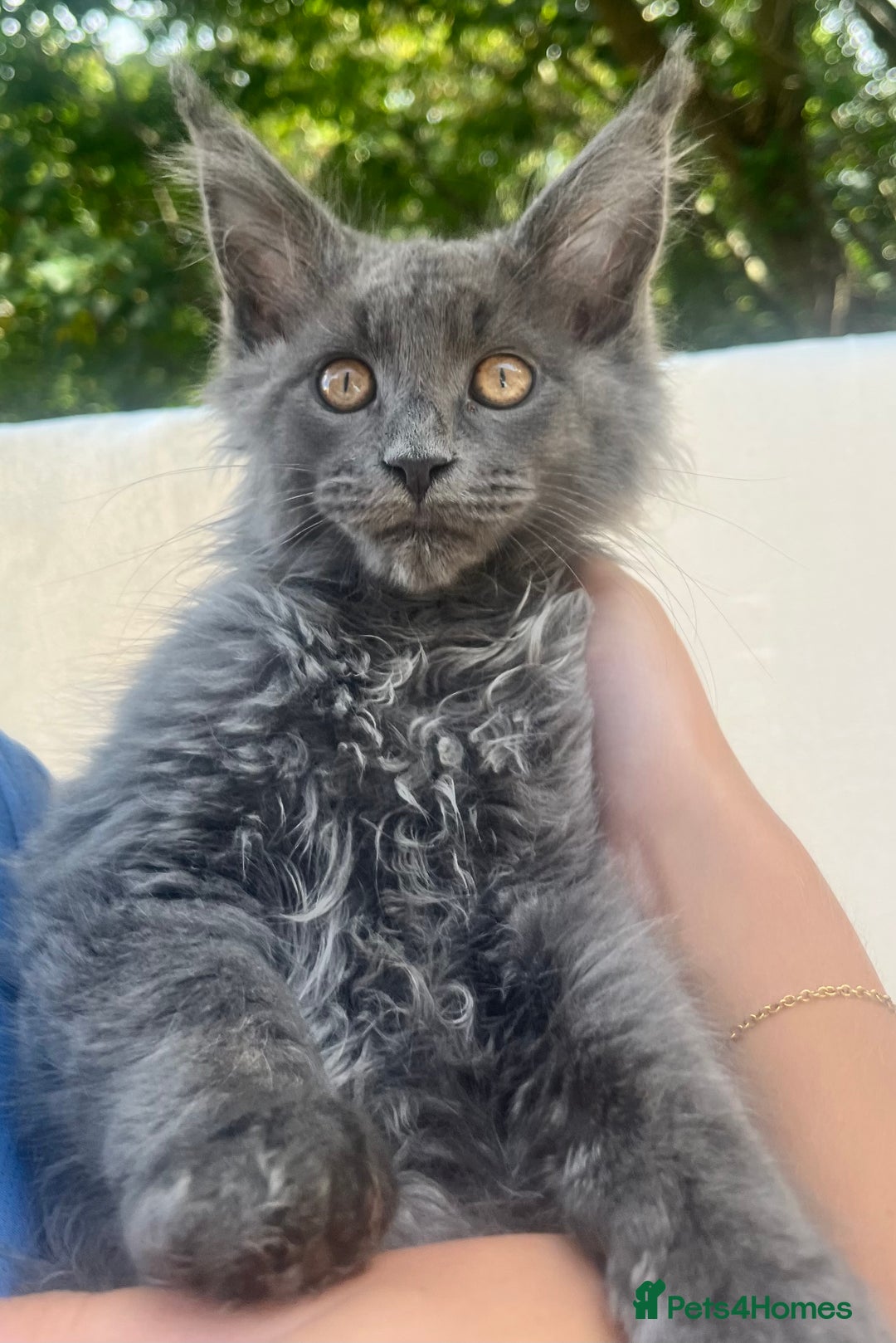 Maine Coon cats for sale: STUNNING MAINE COON SMOKE (tica activereg ) - Image 31