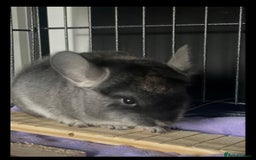 Chinchilla rodents for sale: Chinchilla’s for sale - Image 2