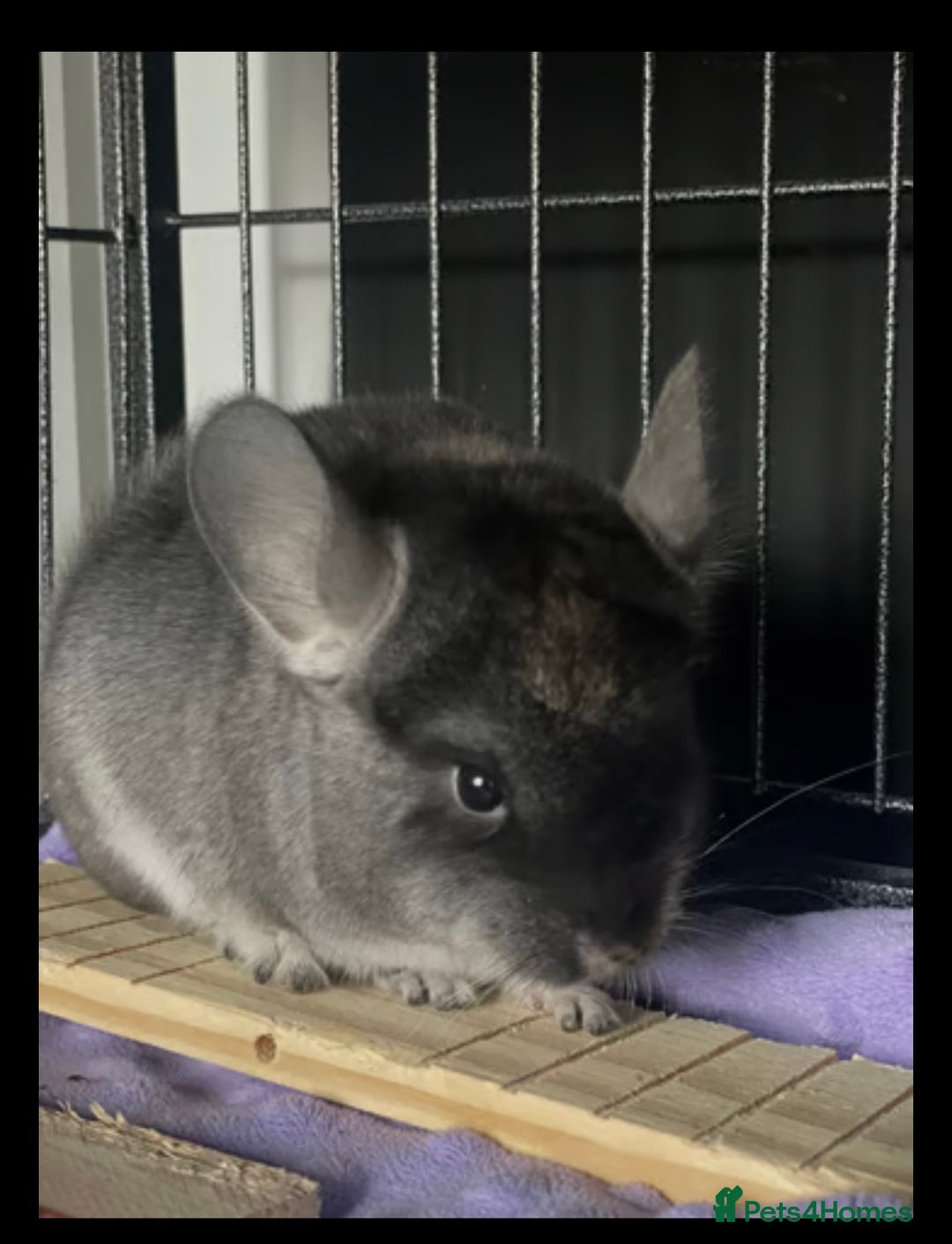 Chinchilla rodents for sale: Chinchilla’s for sale - Image 2