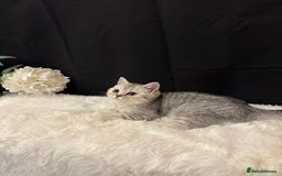British Shorthair cats for sale: Silver Spotted Full Pedigree Registered BSH - Image 2