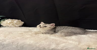 British Shorthair cats - Advert 16