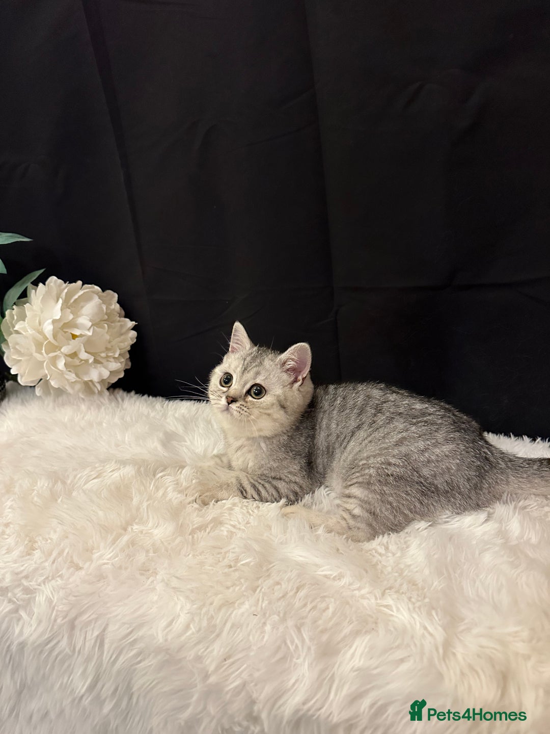 British Shorthair cats for sale: Silver Spotted Full Pedigree Registered BSH - Image 2