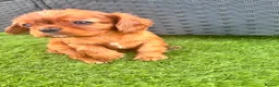 Cavalier King Charles Spaniel dogs for sale: Cavalier King Charles puppies - Advert 11