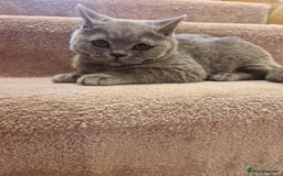 British Shorthair cats for sale: One kitten left British Blue Boy - Image 9