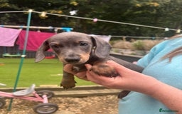 Dachshund dogs for sale: 2 Beautiful miniture dachshunds left  - Image 20
