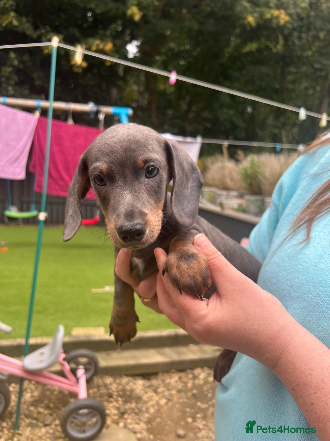 Dachshund dogs for sale: 2 Beautiful miniture dachshunds left  - Image 20