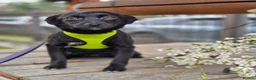 Mixed Breed dogs for adoption: ❤️SOLA❤️Small, 9 months old,Gentle & Affectionate  in Oxford - Advert 4