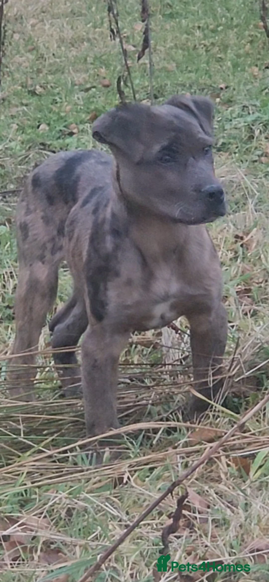 Mixed Breed dogs for sale: Cane corso cross Pressa canario puppy - Advert 9