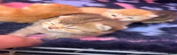 British Shorthair cats for sale: GCCF Registered British Shorthair Kittens Golden🌟 - Advert 1