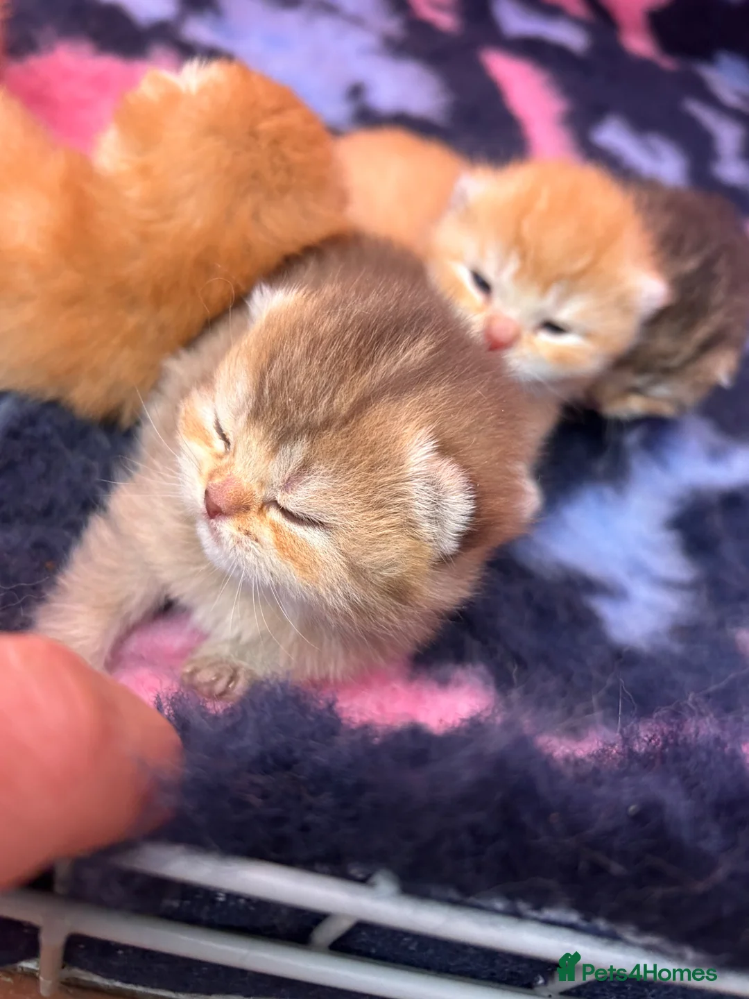 British Shorthair cats for sale: GCCF Registered British Shorthair Kittens Golden🌟 - Advert 1