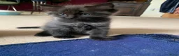 Ragdoll cats for sale: 2 Female ragdoll cats and 3 kittens-relisted - Advert 12