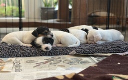 Parson Russell dogs for sale: Kennel Club Parsons Champions - Image 7
