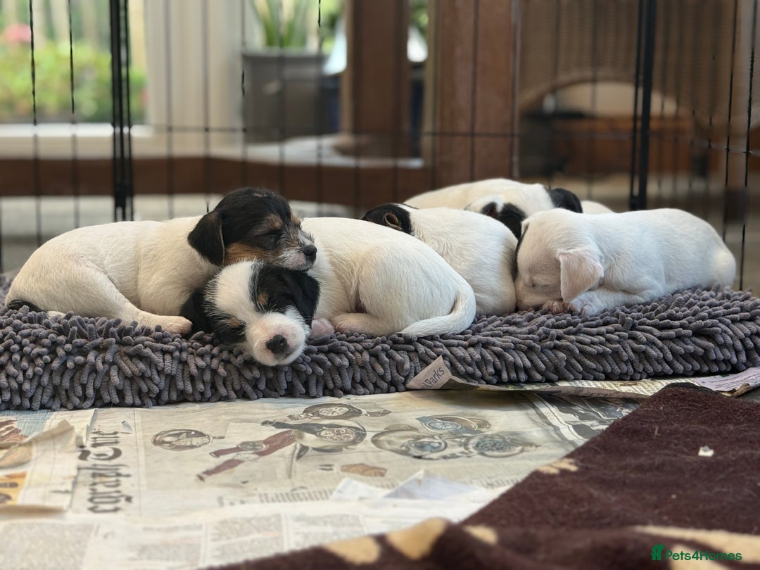 Parson Russell dogs for sale: Kennel Club Parsons Champions - Image 7