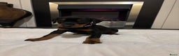 Dobermann dogs for sale: Stunning KC Dobermans champion bloodlines  - Advert 35