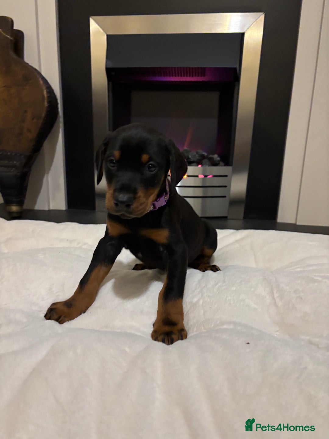 Dobermann dogs for sale: Stunning KC Dobermans champion bloodlines  - Advert 35