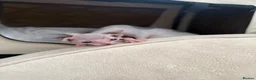 Sphynx cats for sale: TICA Sphynx kittens - health tested - Champion - Advert 5