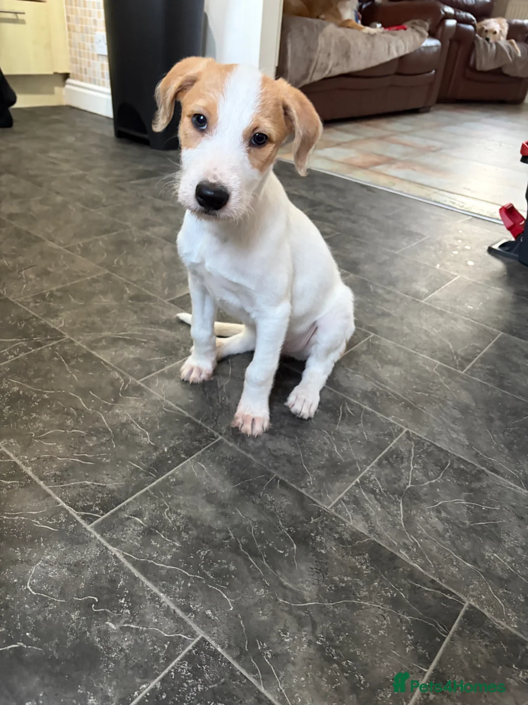 Lurcher dogs for sale: Lurcher pup male - Advert 2