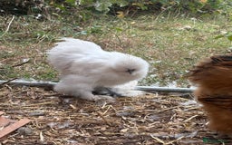 Chickens poultry for sale: Silkie cockerel for sale  - Image 6