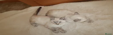 Bengal 2